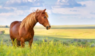 皇家养马的地方叫什么 皇家养马岛在什么地方