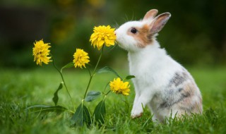 兔和鸡相配婚姻如何（兔和鸡相配婚姻如何适合做夫妻吗）