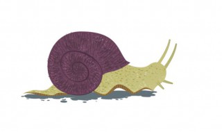 世界上最可怕的10种蜗牛 世界上最可怕的10种蜗牛图片