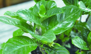 栀子花的花语和寓意（栀子花的花语和寓意是什么）