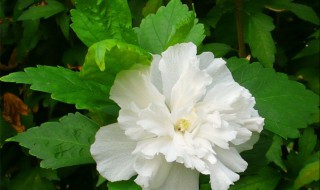 住在天堂的妈妈美文 住在天堂的妈妈美文赏析