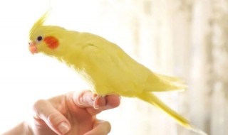 玄凤鹦鹉饮食禁忌（玄凤鹦鹉饮食禁忌怎么办）