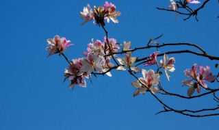 关于紫荆花的唯美七绝诗句 写紫荆花的七律诗