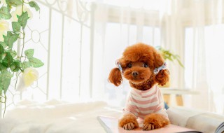 家里养泰迪狗注意什么 养泰迪犬要注意什么
