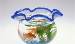 鱼缸长绿藻怎么办（孔雀鱼缸长绿藻怎么办）