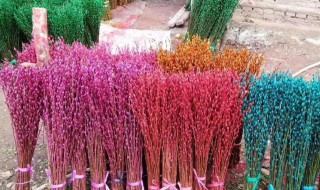 银柳是染色的吗（银柳是染色的吗怎么染）