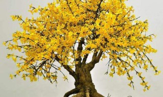 迎春花怎么修剪（盆栽迎春花怎么修剪）