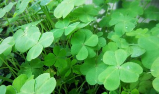 四叶草代表什么有什么寓意 四叶草代表什么有什么寓意的意思