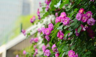 蔷薇花的寓意有什么 蔷薇花的寓意有什么意义