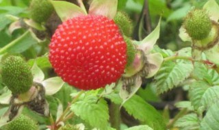 什么是空心泡 什么叫空泡