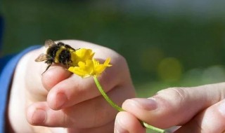 蜜蜂盗蜂怎么办 蜜蜂盗蜂怎么办视频