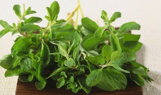 甘牛至叶的功效与作用（牛至甘草的功效）