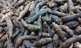 香附的常见功效与作用 香附 的功效与作用