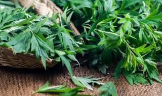 艾灸蒲团的功效与作用有哪些 艾灸蒲团的功效与作用有哪些禁忌