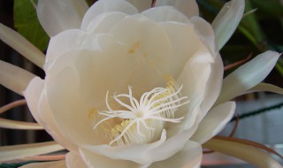 昙花开花寓意（昙花开花寓意什么）