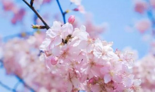 桃花和樱花的寓意（桃花和樱花的寓意和象征）