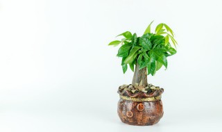 家里阳台养什么花旺财 家里阳台养什么花旺财又旺财