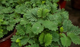 含羞草长什么样子（秋天含羞草长什么样子）