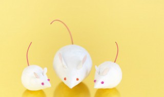 梦见把老鼠打死是什么意思(做梦梦见把老鼠打死了是什么意思)