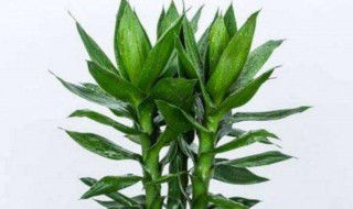 客厅放什么植物 适合客厅养的植物