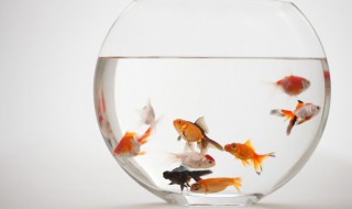 鹦鹉鱼怎么繁殖 鹦鹉鱼怎么繁殖后代