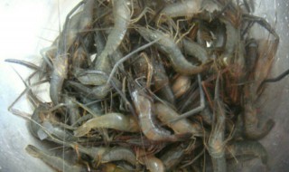 河虾吃什么食物（淡水河虾吃什么食物）