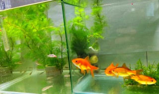 小鱼吃什么（小鱼吃什么食物）