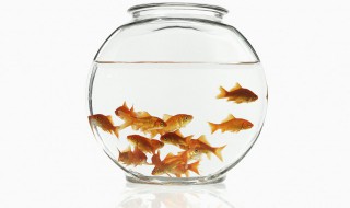 鱼掉鳞片是怎么回事 观赏鱼掉鳞片是怎么回事