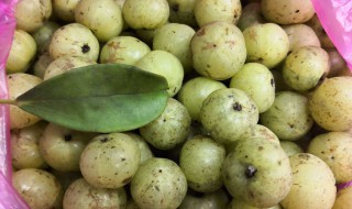 牛甘果泡酒怎么泡 牛甘果泡酒怎么泡的