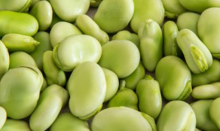 蚕豆的储存方法（蚕豆如何储存）