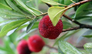 杨梅储存方法（杨梅储存方法有哪些）