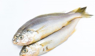 储存鱼的方法（储存鱼的方法有哪些）