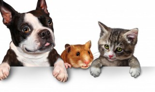 拉布拉多幼犬吃什么（拉布拉多幼犬吃什么补充营养）