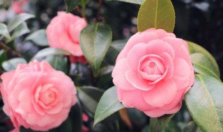 花开花落励志的句子（花开花落励志的句子简短）