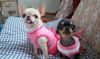 饲养吉娃娃狗有哪些好处（养吉娃娃的好处）