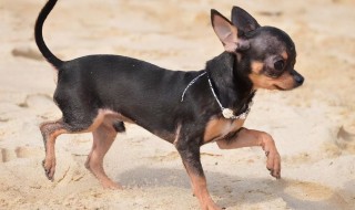 吉娃娃狗的种类有哪些（吉娃娃狗的种类有哪些图片）