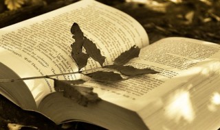 形容母爱的唯美句子（形容母爱的唯美句子排比）