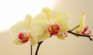 蝴蝶兰种子怎么种（蝴蝶兰种子怎么种视频）