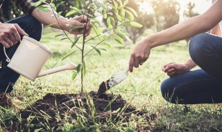 关于植树节的知识（关于植树节的知识点）