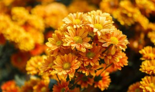 广西北海重阳节的风俗是什么 北海端午节的风俗