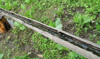 水笕是什么意思 屋顶的水笕是什么意思