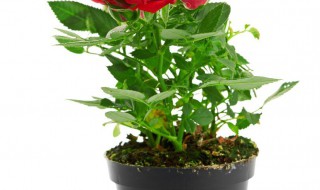 幸福树适合在室内养吗 幸福树适合在室内养吗冬天