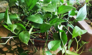 养绿萝用什么肥料（养绿萝用什么肥料比较好）