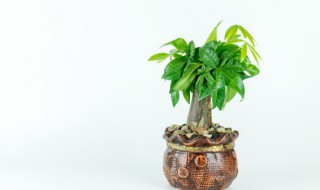 发财树可以水培养吗（发财树可以水培养吗有毒吗）