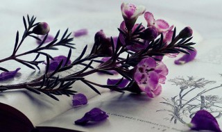 英语阅读的重要性 英语阅读的重要性和意义