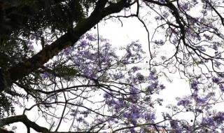 大门两边栽什么花或树最好（大门两边栽什么花或树最好大门两边种冬青树好不好）