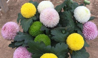 怎样在家里养好乒乓菊（怎样在家里养好乒乓菊盆景）