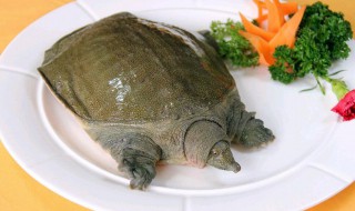 甲鱼吃啥 甲鱼吃啥饵料