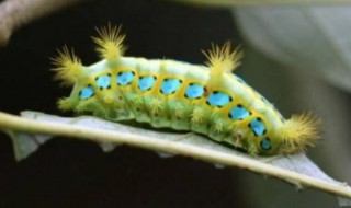 什么颜色最不招虫子（什么颜色最不招虫子呢）