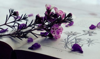 以关爱为话题的作文 以关爱为话题的作文800字